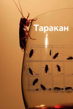 смотреть Таракан 1 сезон 2 серия
