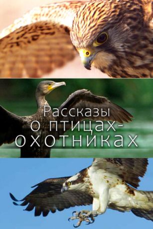смотреть Рассказы о птицах-охотниках 1 сезон 2 серия