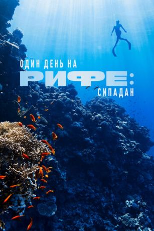 смотреть Один день на рифе: Сипадан (2023)