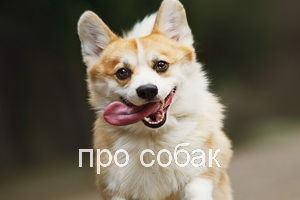 про собак