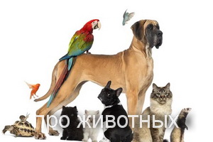 про животных