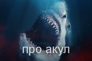 про акул